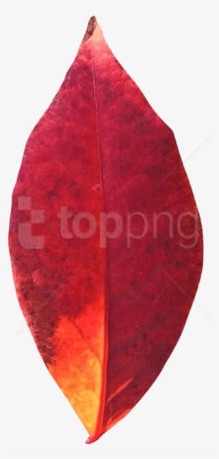 Free Png Download Autumn Leaf Png Images Background - Earrings
