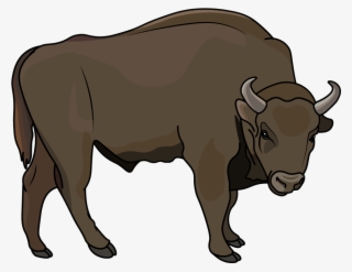 How To Draw A Bison, Animals, Zoo, Easy Step By Step - Bull
