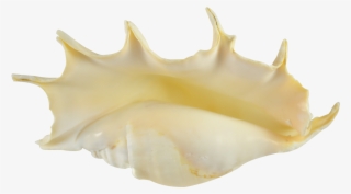Spider Conch Decorative Shell - Shell