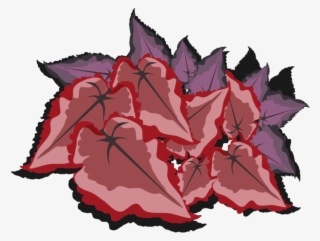 Begonia Maple Leaf Line Art - Illustration