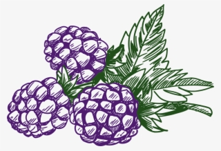 Raspberry Blueberry Dewberry White Blackberry - Blackberry Clipart Black And White