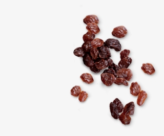 Left Vignette - - Raisin