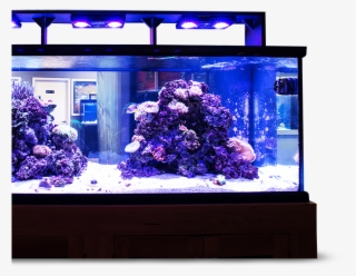 Layer - Aquarium Lighting