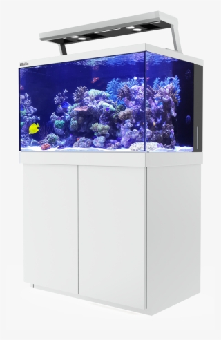 930 X 1500 1 - Red Sea Reefer Deluxe 450