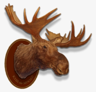 Left Header Flourish Right Header Flourish Moose Head - Angry Moose