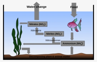 Aquarium Nitrogen Cycle - Nitrogen Cycle In Aquarium