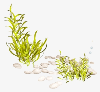 Banner Download Aquatic Clip Art Transprent Png Free - Aquatic Plant Transparent Background