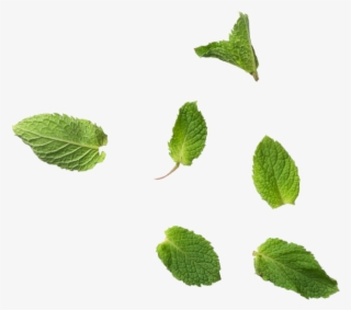 Mint Leaves - Mint Leaf Png