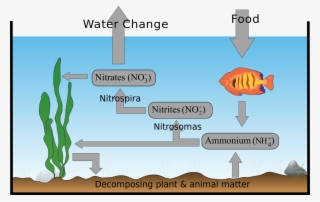 Aquarium Nitrogen Cyclezp - Nitrogen Cycle In An Aquarium