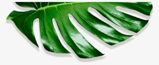 Movadex Design Agency Green Monstera Leaf Decoration - Okra