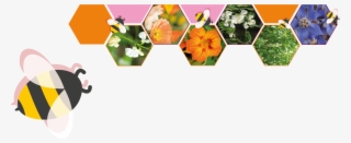 A Mix Of Carefully Selected Herbs, Edible Flowers And - Illustration