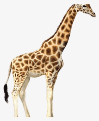 Giraffe Clipart Clear Background - Giraffe Jpg