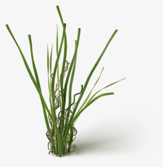 Carson Cluster - Grass