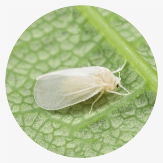 The Whitefly Is A Kind Of Heteroptera-like Insect That - Moth