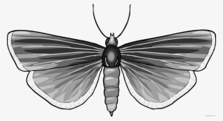 Grayscale Butterfly Animal Free Black White Clipart - Butterfly