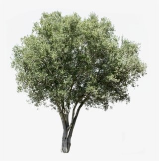 Olea Europaea V - Olive Tree Cut Out