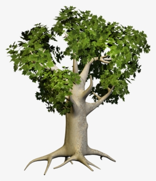 Big Tree Png