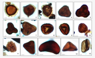 Biostratigraphy Selected Sample - Thread