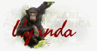 Uganda - Common Chimpanzee