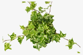 English Ivy 'kolibre' - Holly