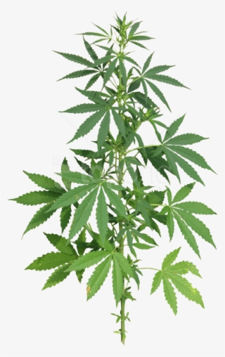 Free Png Cannabis Png Images Transparent - Cannabis Png
