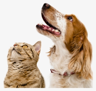 Dogs - Odkurzacz Dla Zwierząt