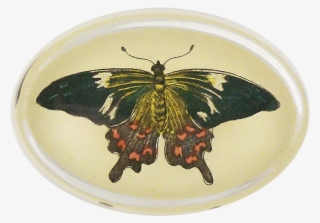 Papilio Machaon