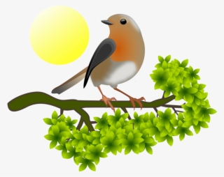 European Robin Png Hd - European Robin