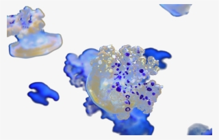 An Altered Photo Of Mediterranean Jellyfish, Monterey - Macro Photography