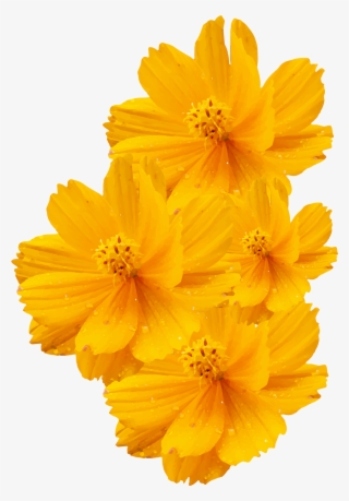 Cosmos Sulphureus Bipinnatus - Png Yellow Flowers