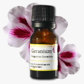 Geranium - Flowers White & Pink Png