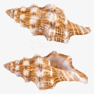 Free Png Download Transparent Sea Snail Shells Clipart - Sea Snail Png