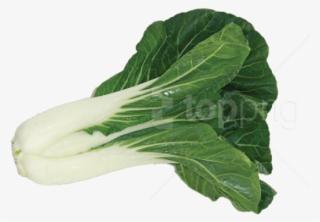 Download Bok Choy Image Png Images Background - Bok Choy Transparent Background