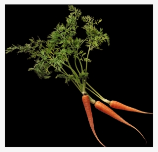 Carrot, Free Pngs - Carrot