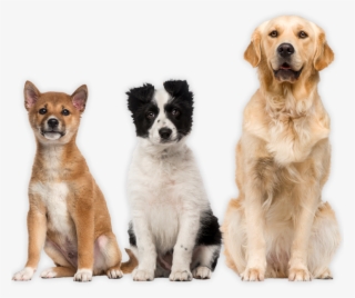 You Constantly Ask Your Siblings To Snapchat You Photos - Hunde Weisser Hintergrund