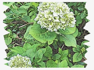 Drawn Shrub Flower - Hydrangea