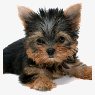 Graphic Royalty Free Stock Shepuppy Healthy For Happy - Do Cachorro Yorkshire Filhote