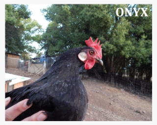 Photo Of Onyx & Cider - Rooster