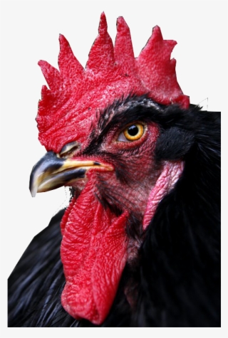 Transparent && Requested Cochin Chickens, Chickens - Roosters Close Up