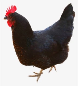 Chicken - Rooster