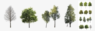 Bundles Of Cutout Trees Ready To Download - Pond Pine