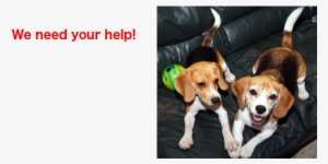 We Need Your Help - Beagle