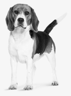 Beagle - Dog
