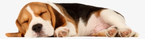 Gnash Westgate - Sleeping Beagle