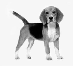 Beagle - Royal Canin Beagle