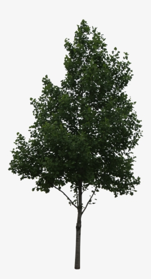 Aspen Tree Png Vector Download - Tree Perspective View Png