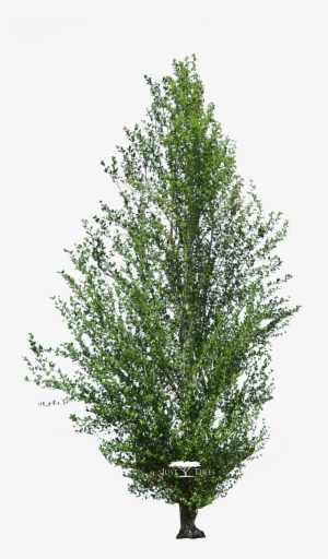 Populus Simonii - Afrocarpus Latifolius Png