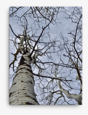 Aspen Trees, Rocky Mountains, Co - Colorado