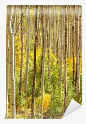 Forest Of Aspen Trees In Colorado Wall Mural • Pixers® - Birch