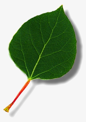 Aspen Roots Ancestry Has Access To Many Subscription - American Aspen